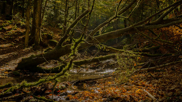 ./wandern-in-murrhardt_105.jpg